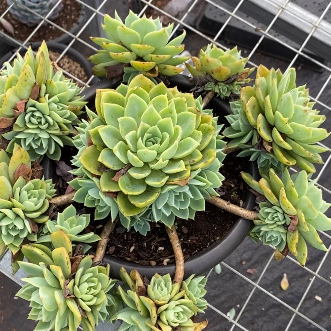 三色堇 手捧老桩带多崽