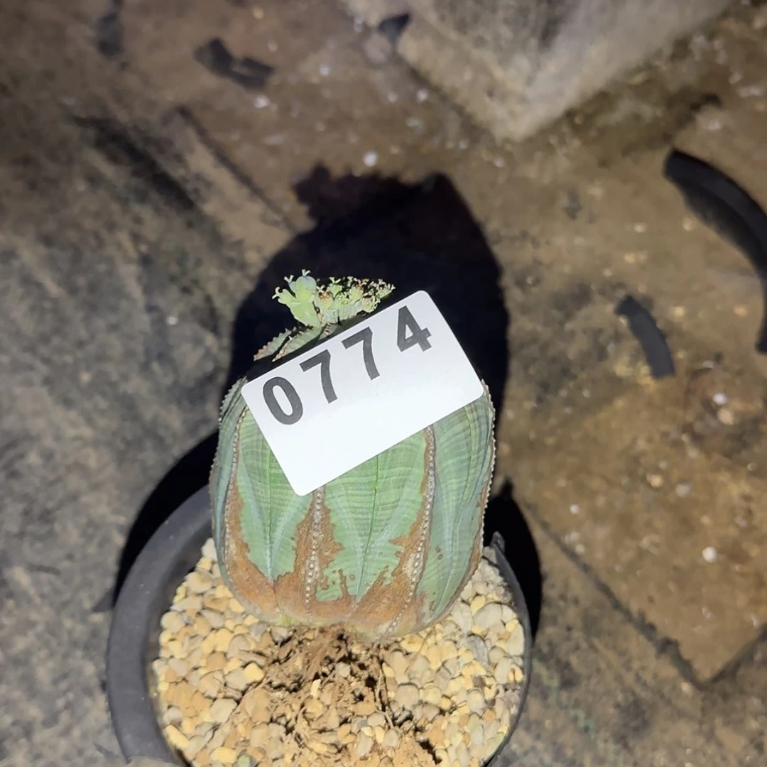 【闪购商品】K****g块根植物
