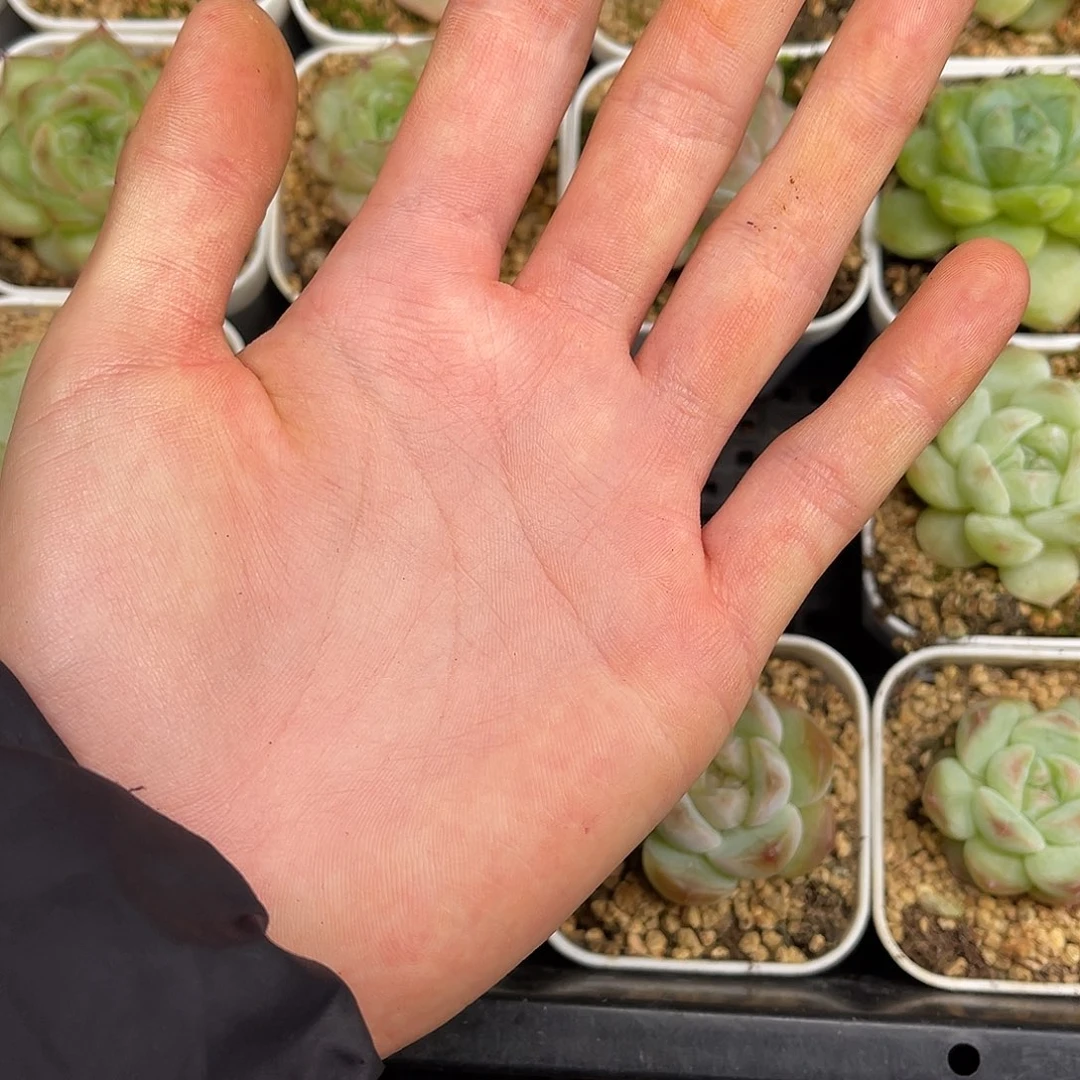 d***d多肉一物一拍6-196