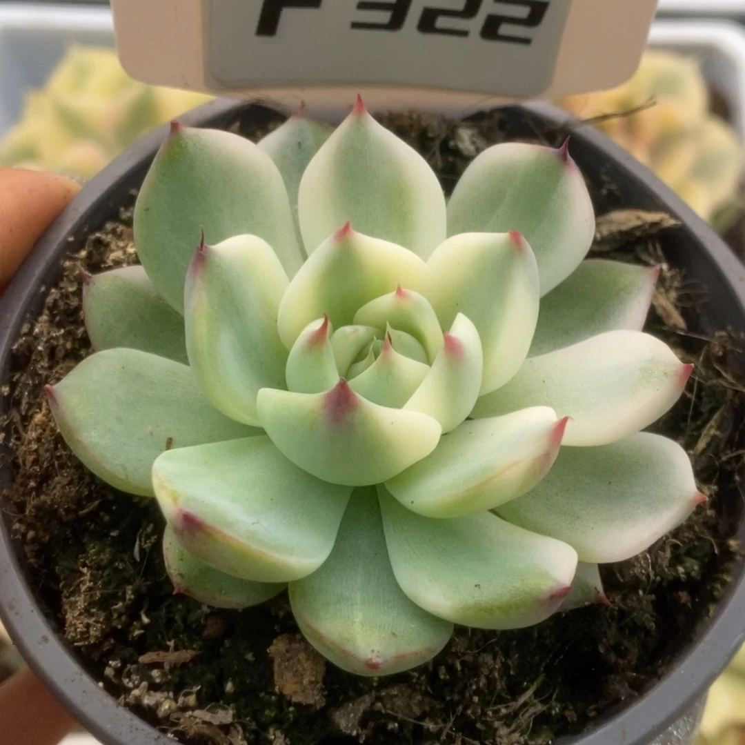 贾*悦322锦锦锦锦锦锦锦锦