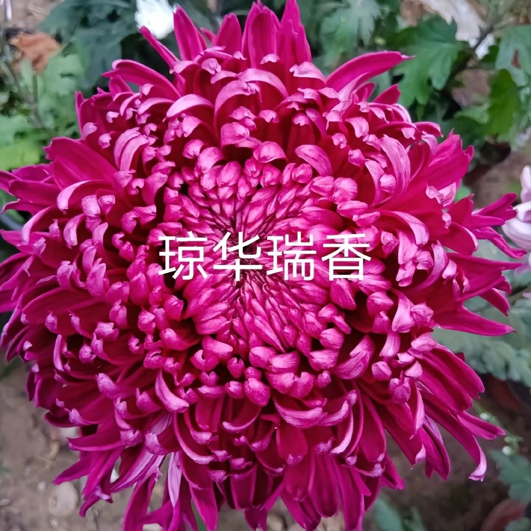 琼花瑞香菊花苗耐寒耐热阳台庭院地栽