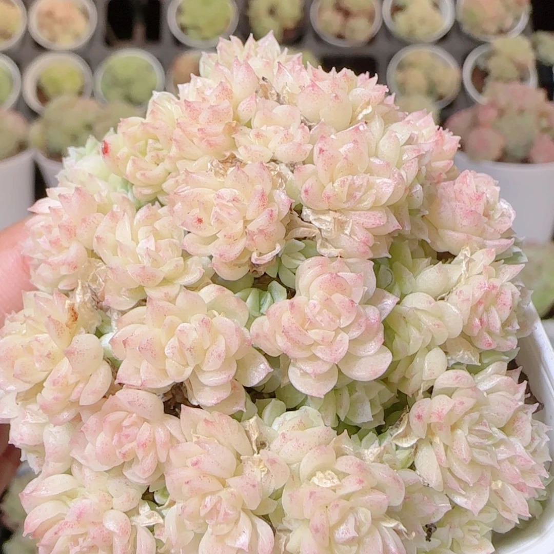 花语逸镜1114-300散