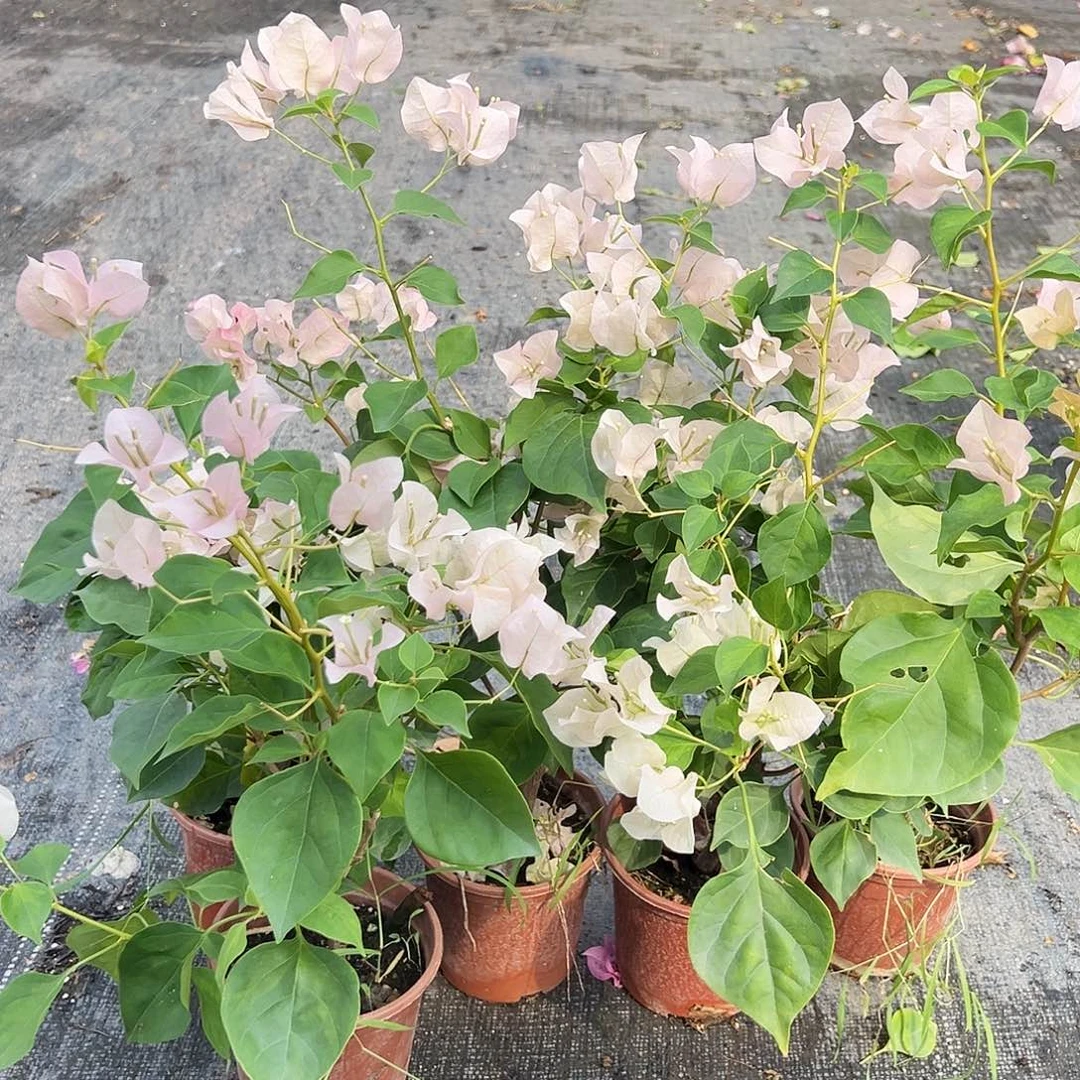 大部分花苞少量开放暗斑丽人掌中宝一颗