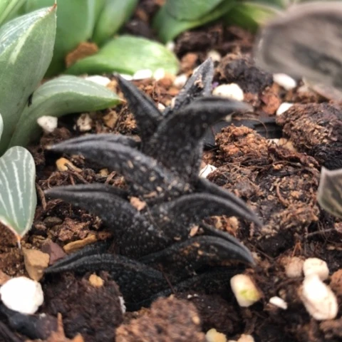 尼古拉硬叶硬叶子