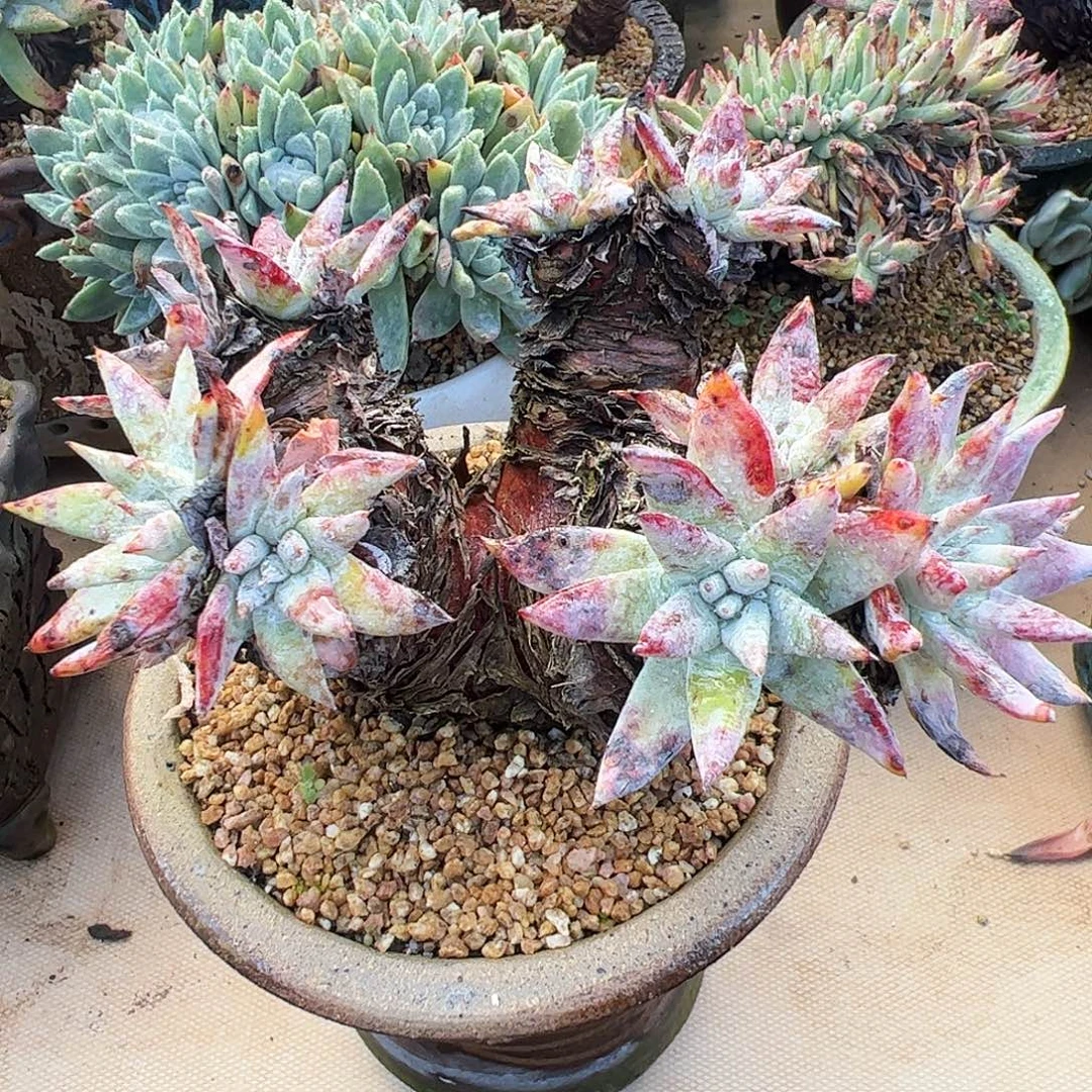 5401白衣圣徒仙女杯