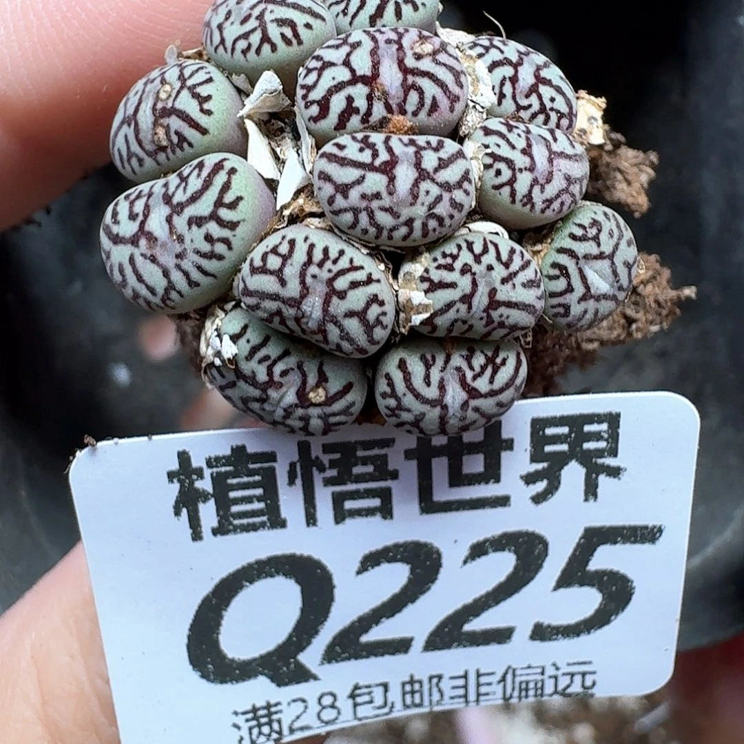 多肉植物的润泽尺寸