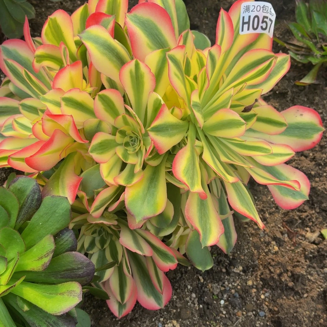 57多肉植物捧花的时候