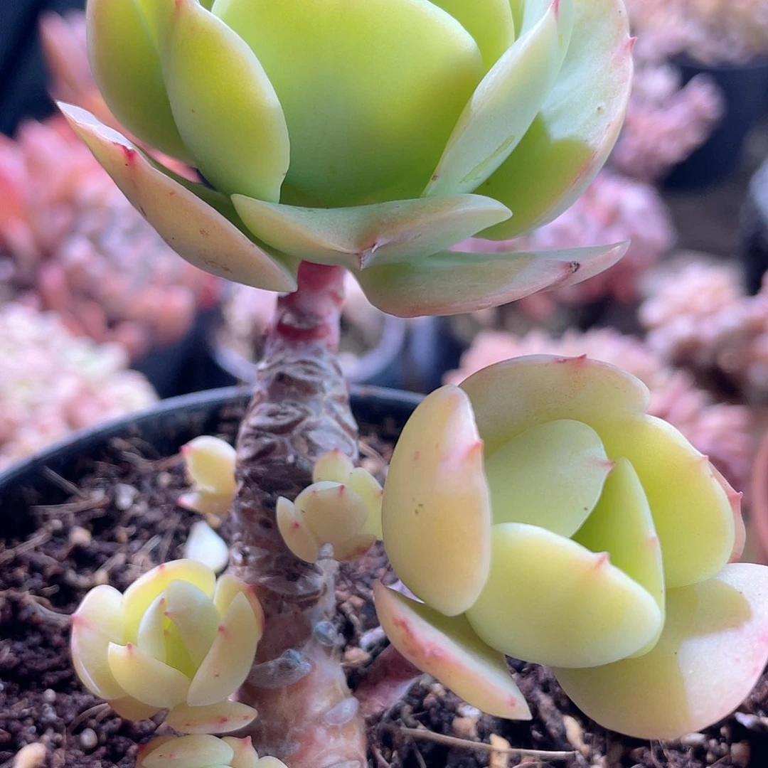 0910 鸡蛋碧桃 六月六