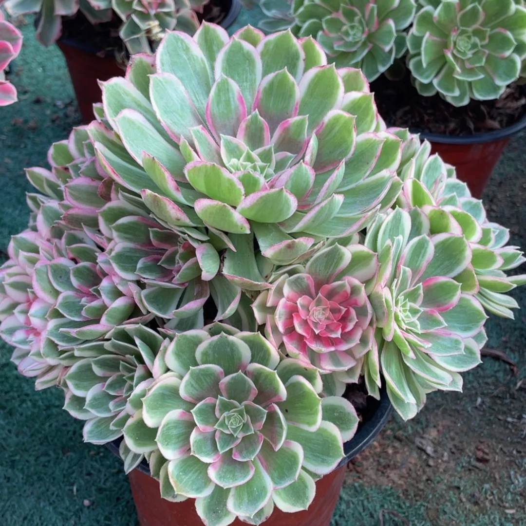 847孔雀翎精品法师老桩