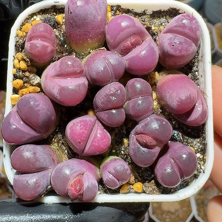 生石花1112222。  270