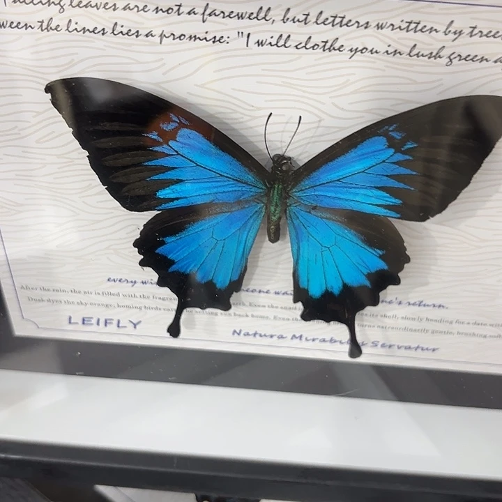 淼***木蝴蝶标本定制版035