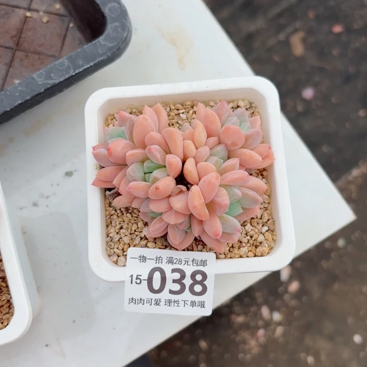 考****芙丽朵多肉无盆土发货多肉多