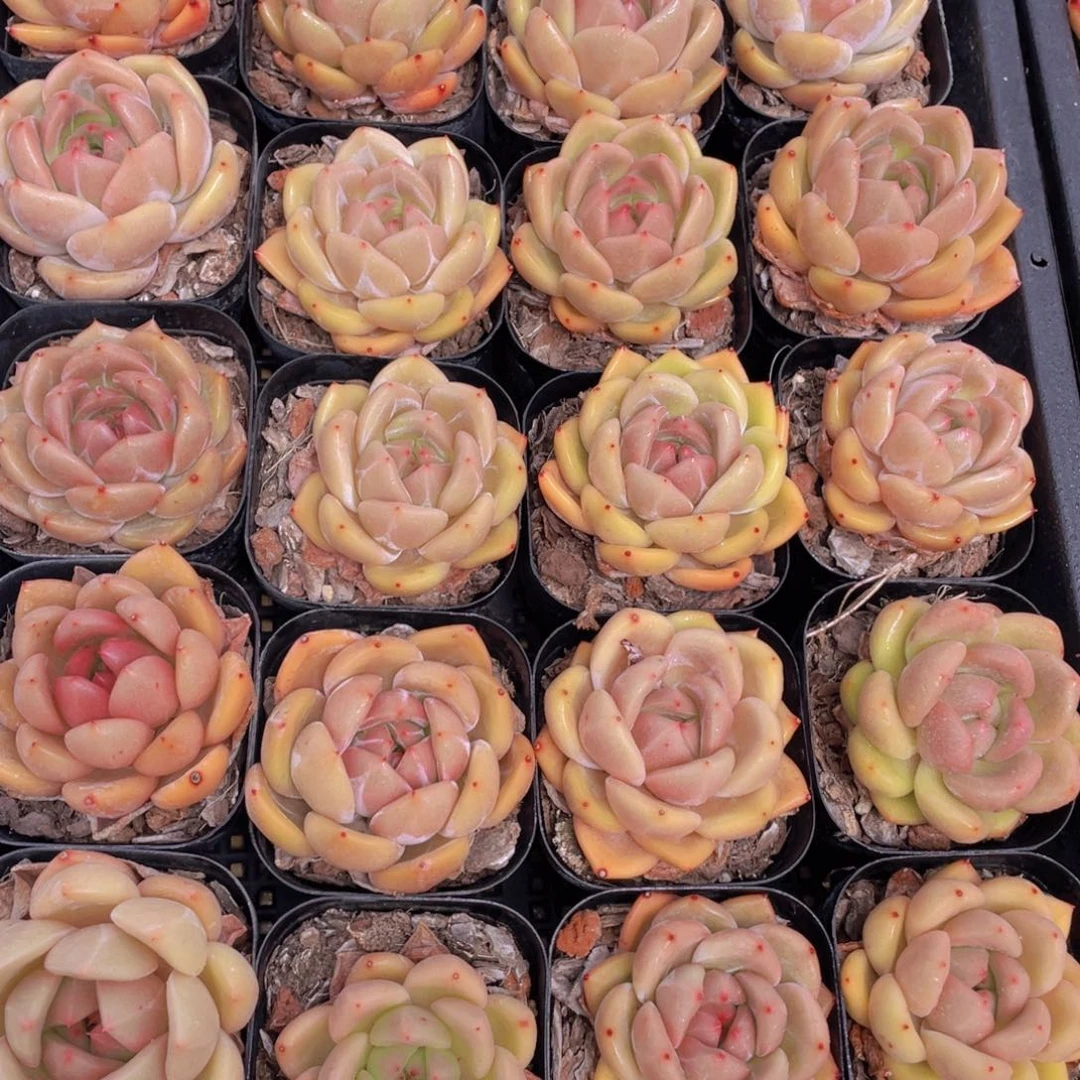 147号 白羊座单头一个