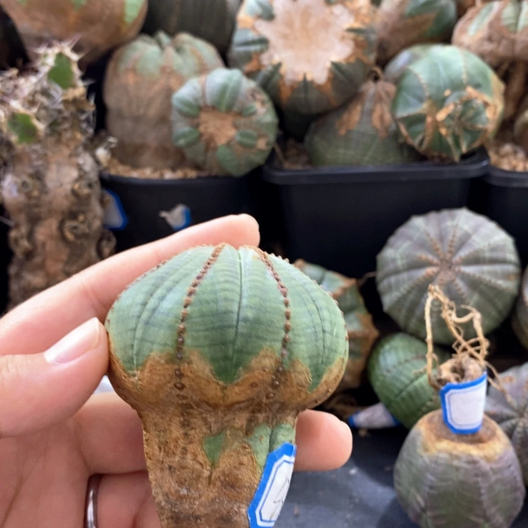 欧系实生布纹球 一物一拍