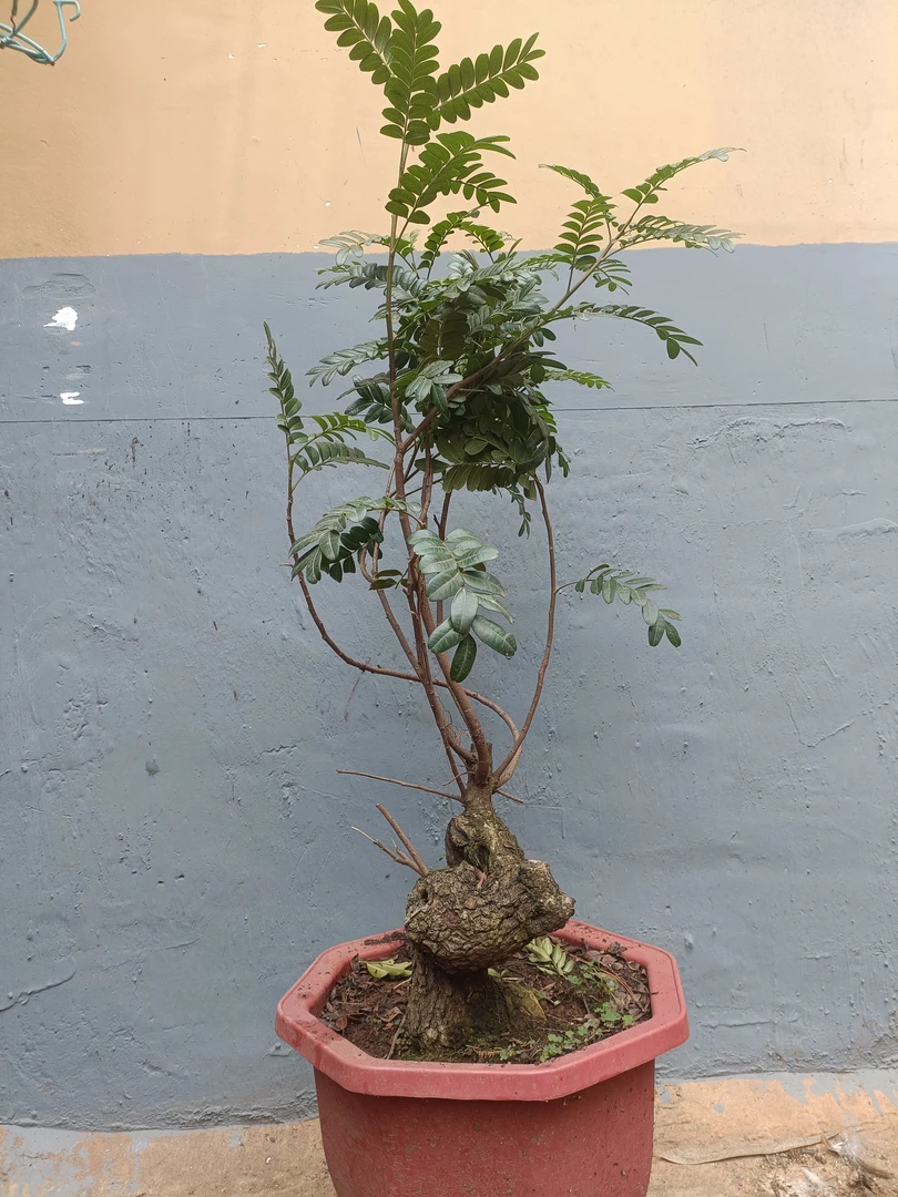青香木羊黑古草花玉兰银杏树夜来香鸡爪槭