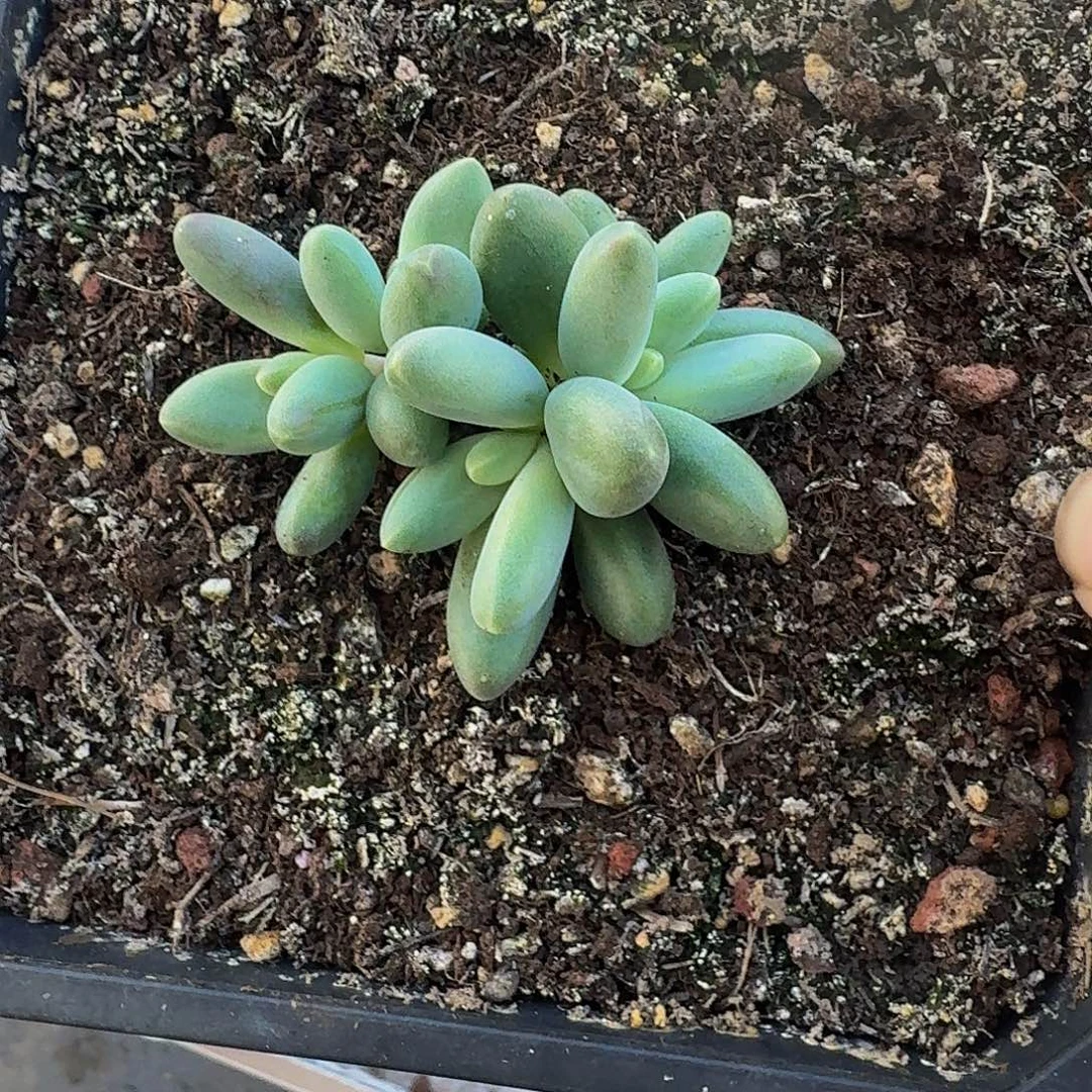 许***个欧若拉 叶插 一物一拍