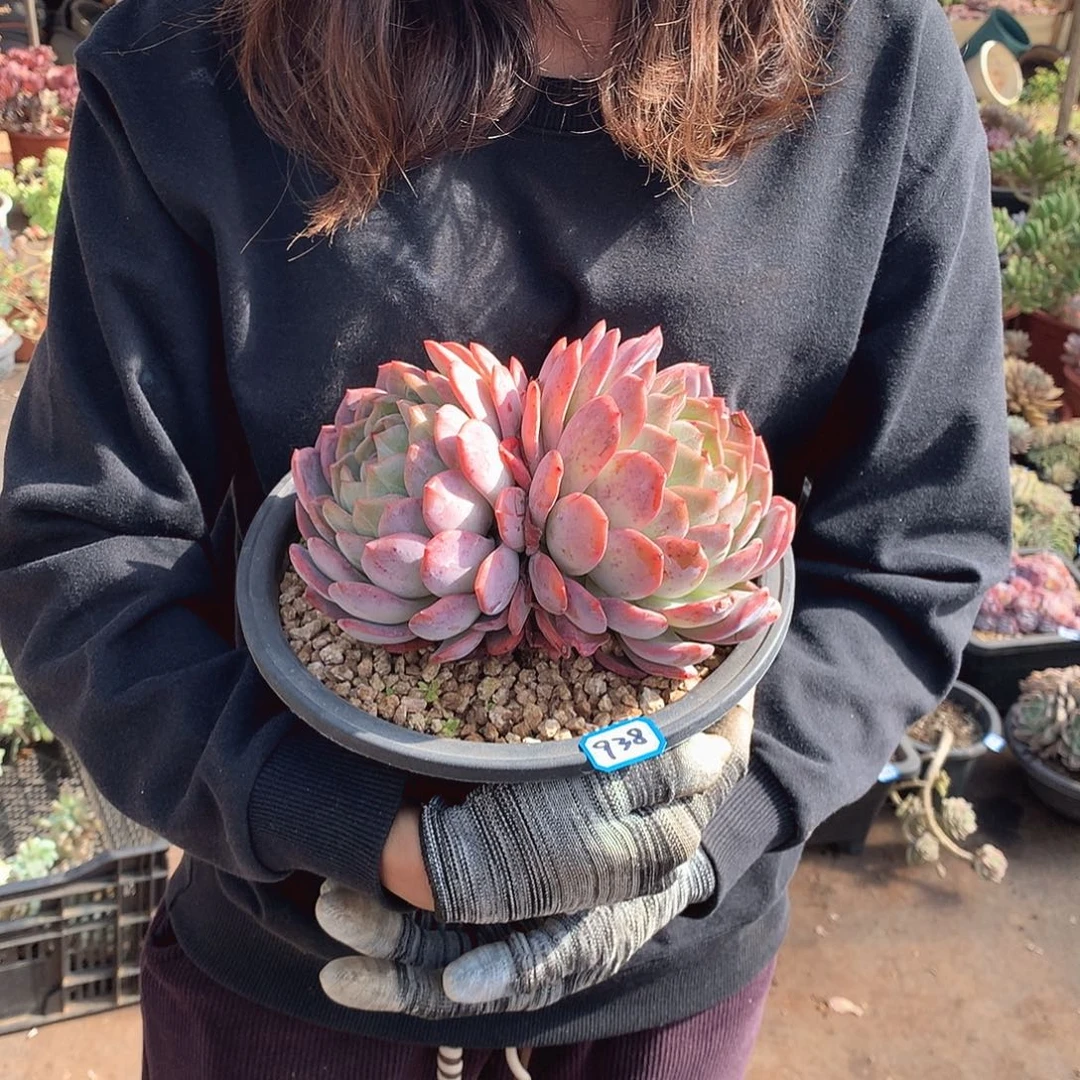 938全明星 一物一拍多肉