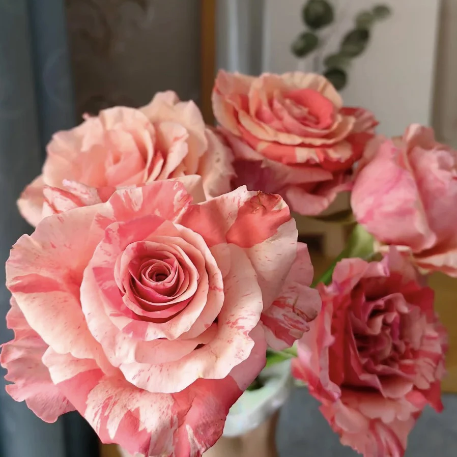 条纹新品【烟花繁】高杯大切花 1加仑根接苗2.5L云南发货