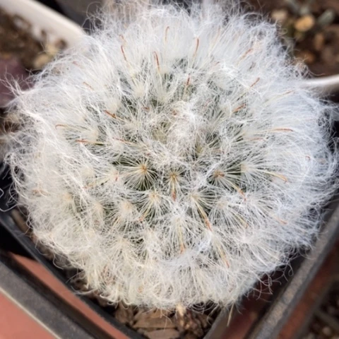 白云高沙5仙人球