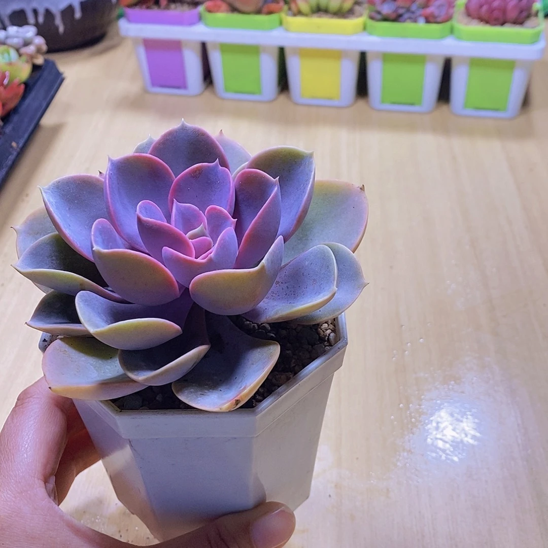 无花朵多肉植物紫珍珠90