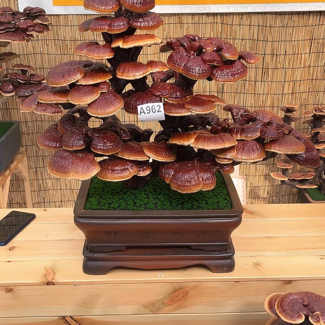 万事如意88888888888