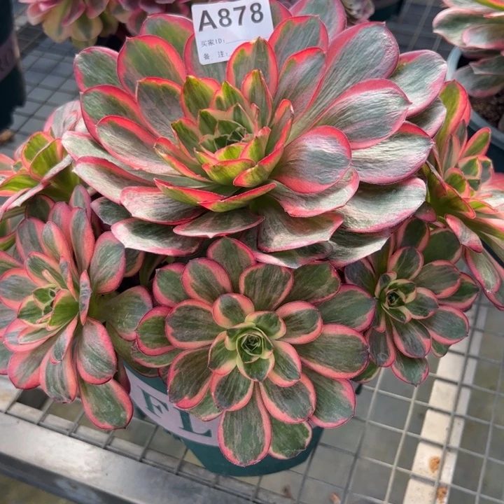 878纳福22厘米左右