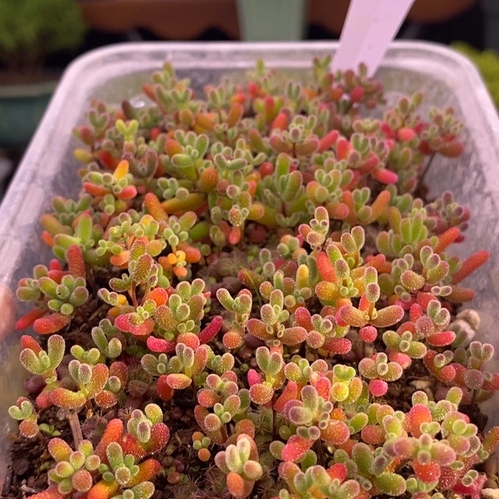 幼***子无花朵225混合切糕