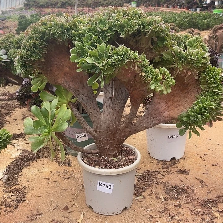 B183柠檬缀化58-1脱土包邮