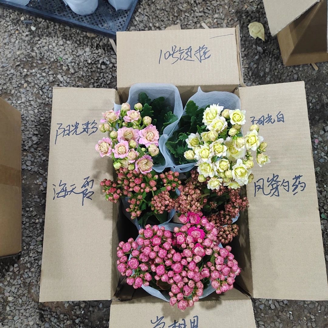 福利款重瓣长寿花，10号链接10厘米盆径，5盆，5个不同颜色。