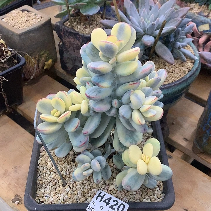 乒乓福娘锦 非偏远38包邮 节后后