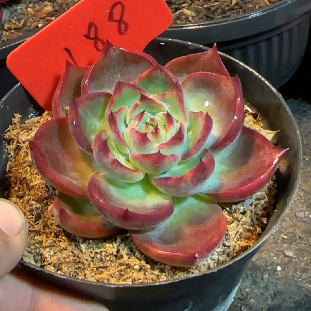 小精致玫瑰惊鸿一物一拍包装收缩花旱