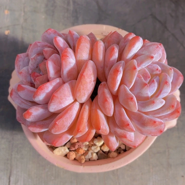 玫瑰型多肉橙梦露-4