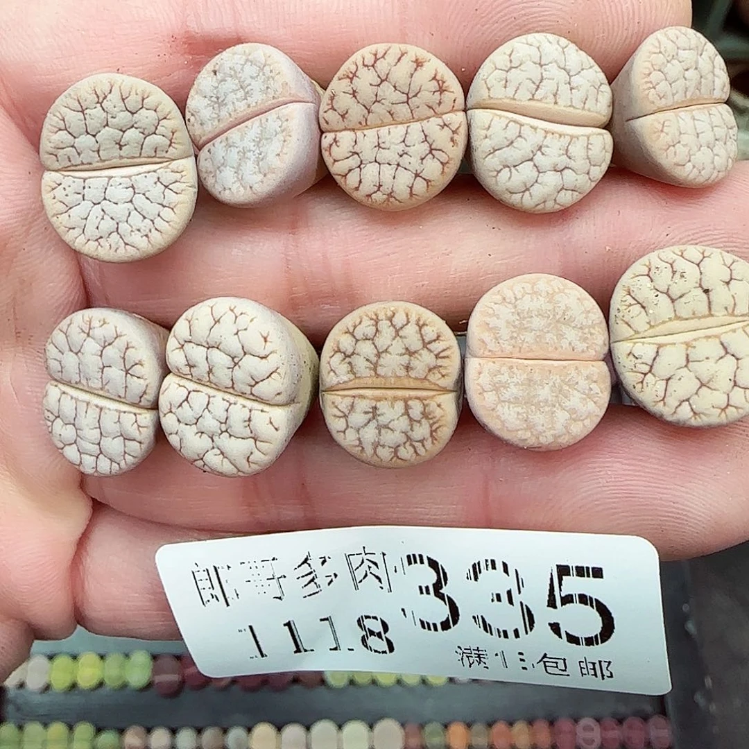 满满18包邮1118-335