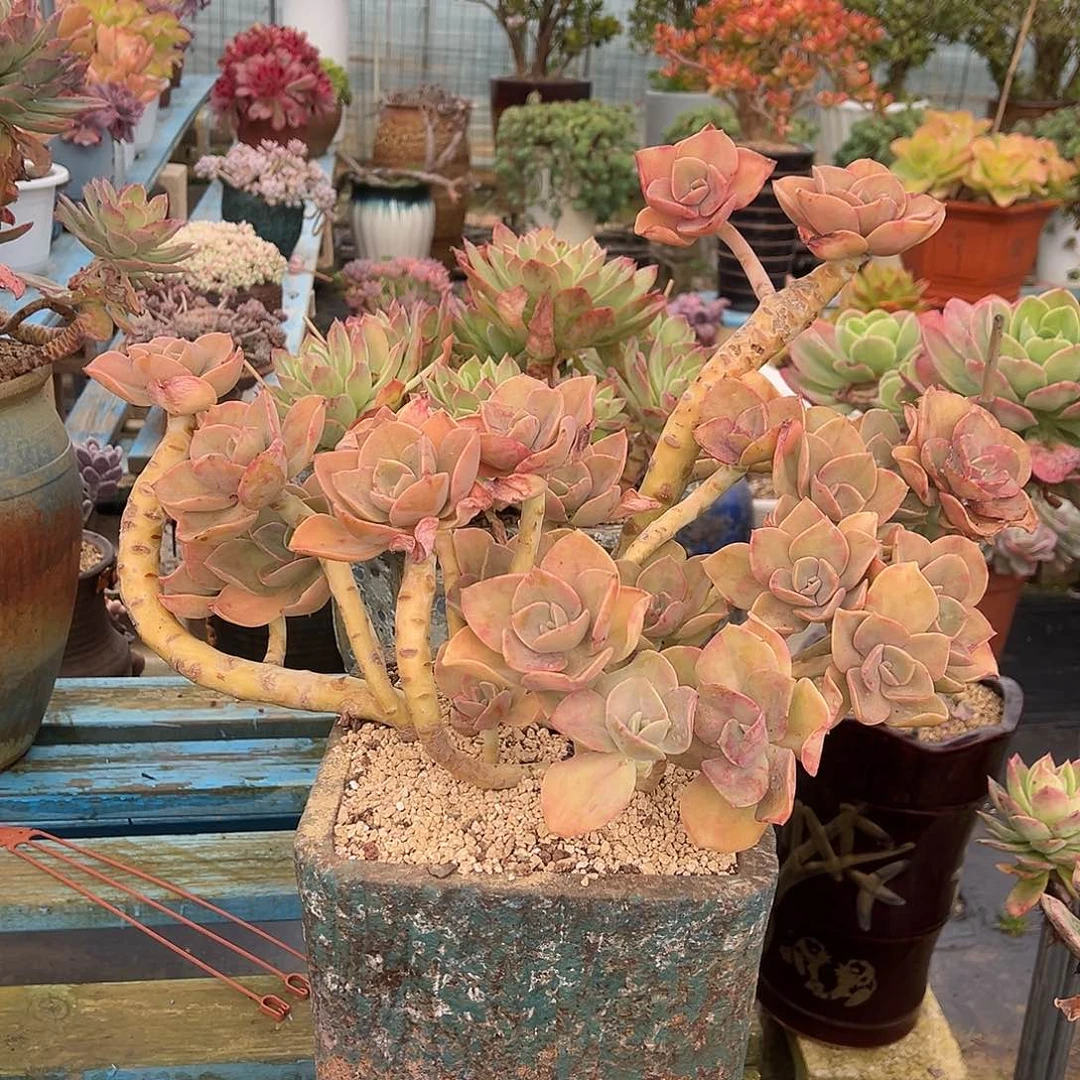 鹤士裸根发货。