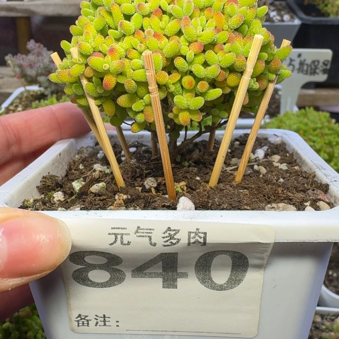 840号蜜桔糖球送一颗小苗