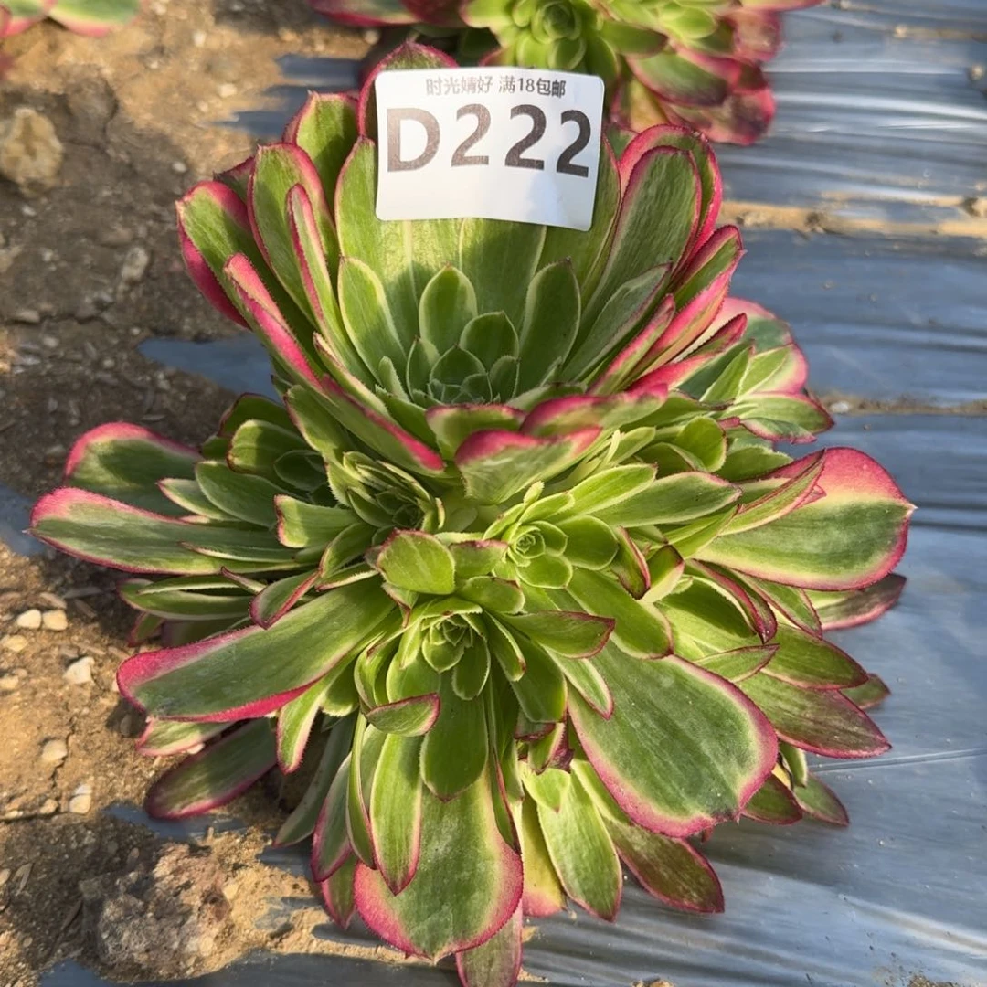 222粉海王多肉植物