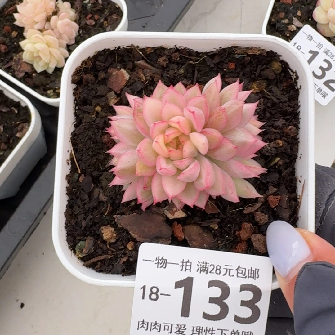 女雏无盆土发货无