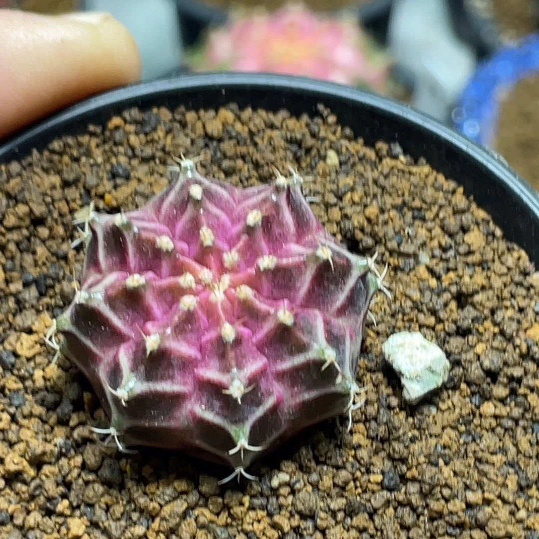 当前无花朵，栽培后可花朵紫粉轮回3