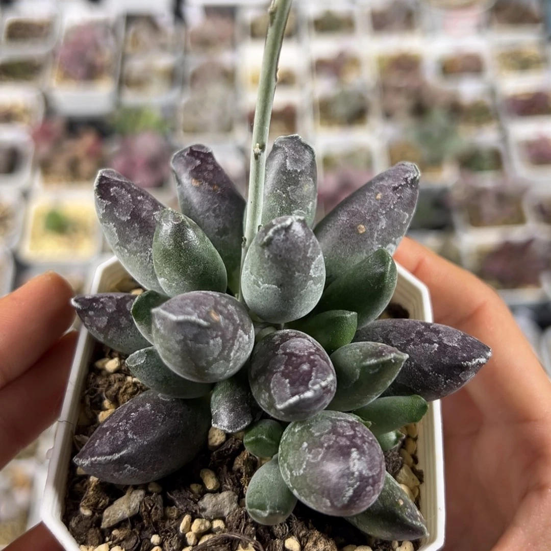 艺伎海豹多肉植物水泡