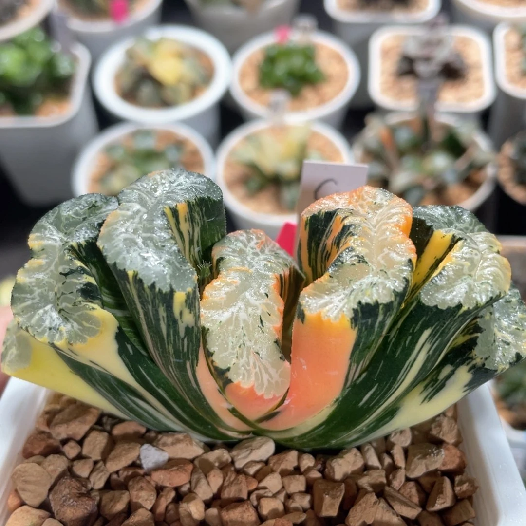 9北斋锦母本。