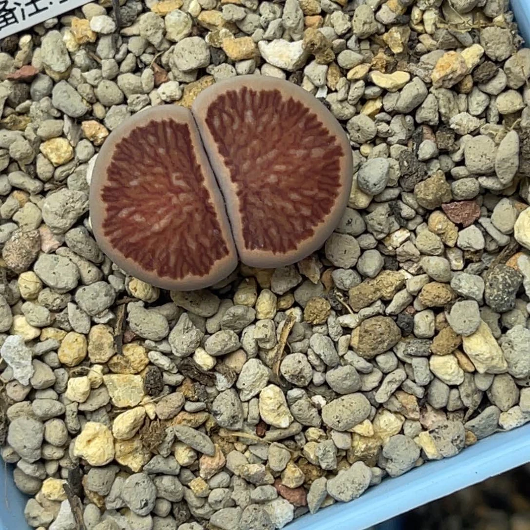 1756岛田红窗1尺寸2.4菊章玉