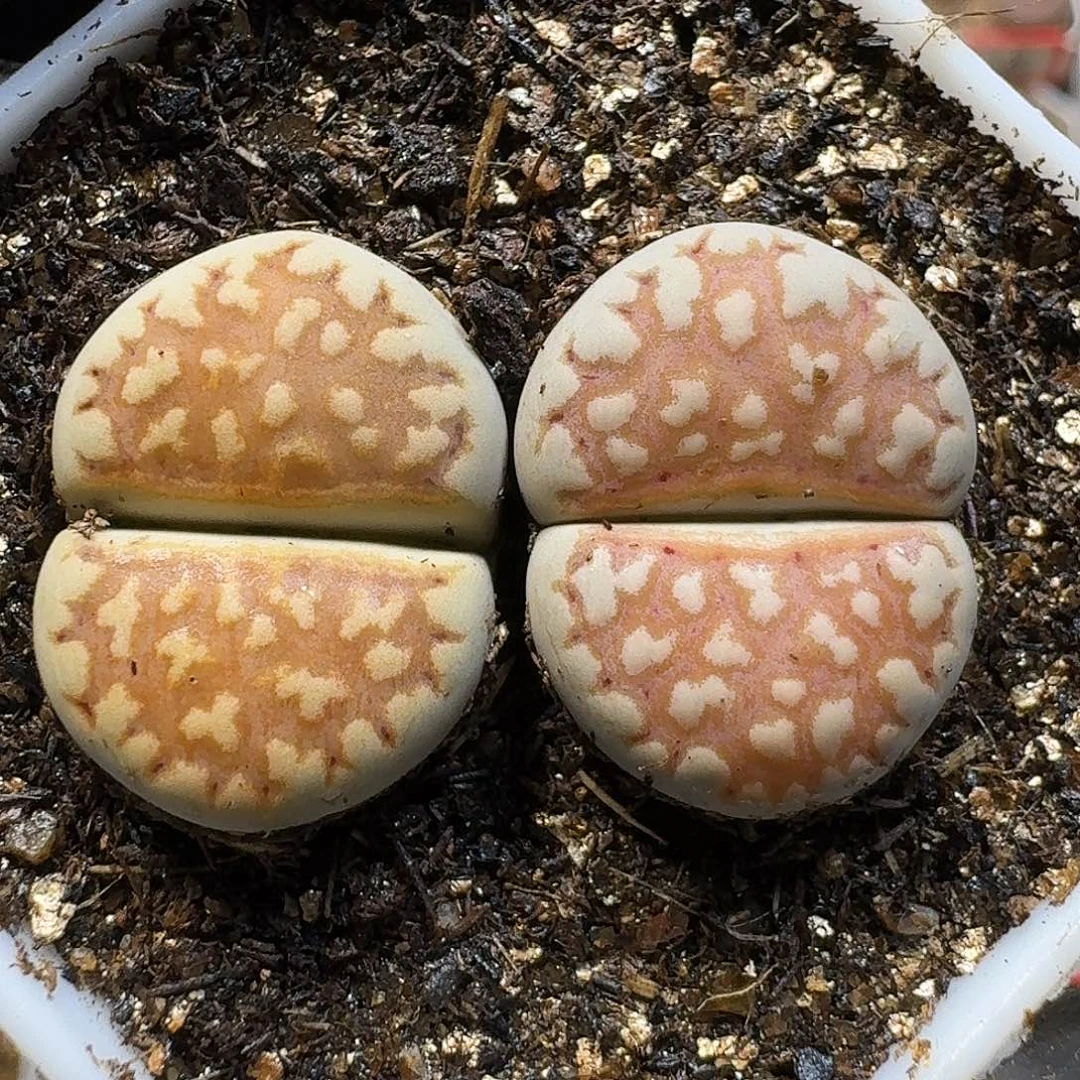 生石花1111111。    193