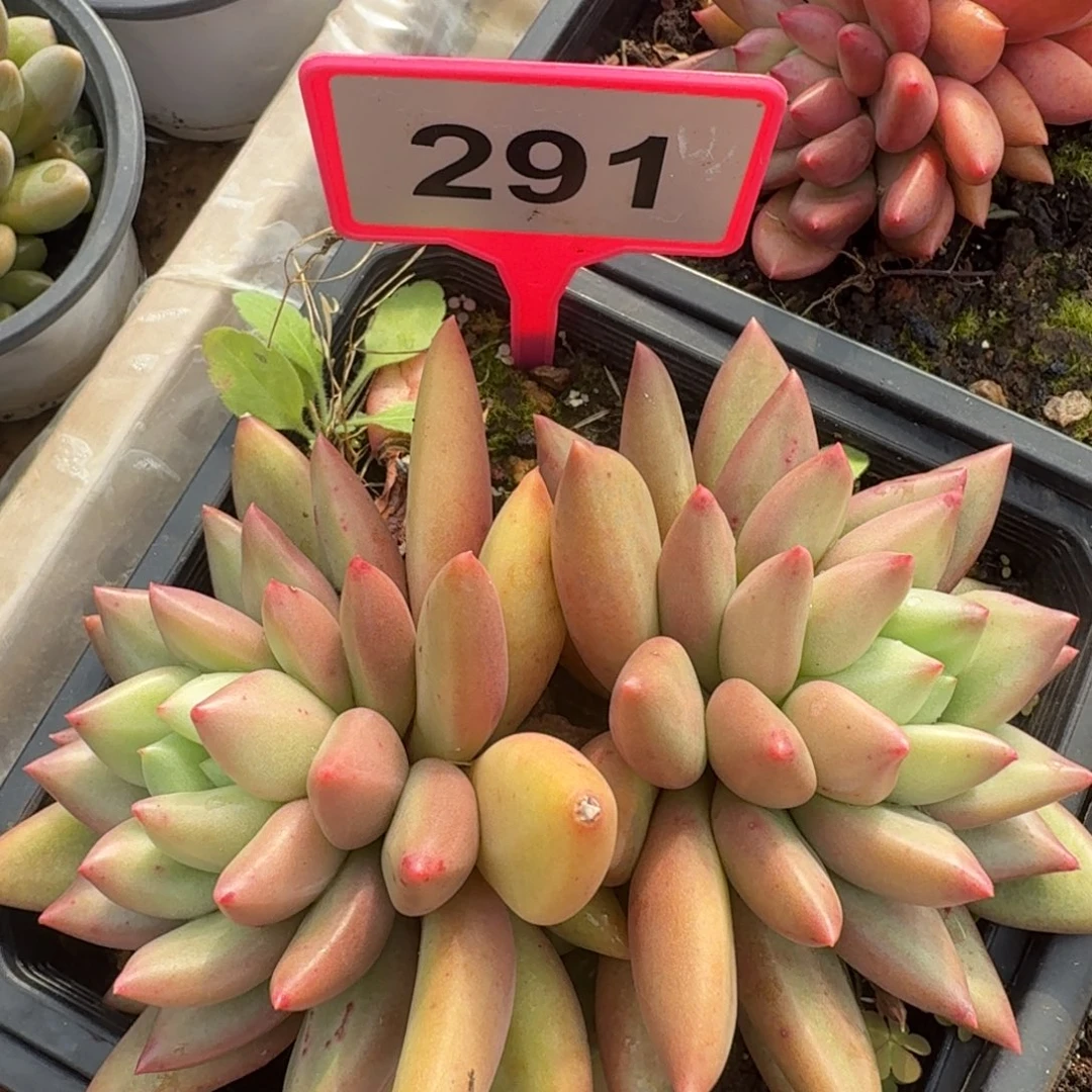 多肉植物米其林291