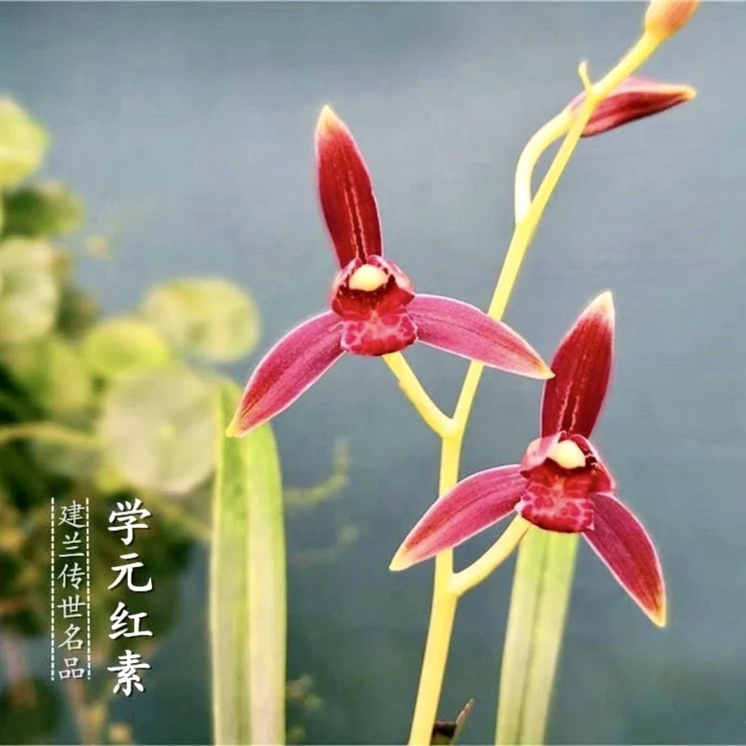 【学元红素】建兰名品 国兰3苗花开浓香 好养易活 对版 人工种植
