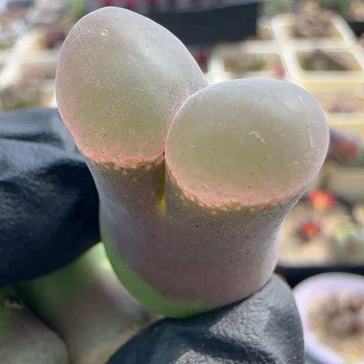 多肉植物粉C SP 49号