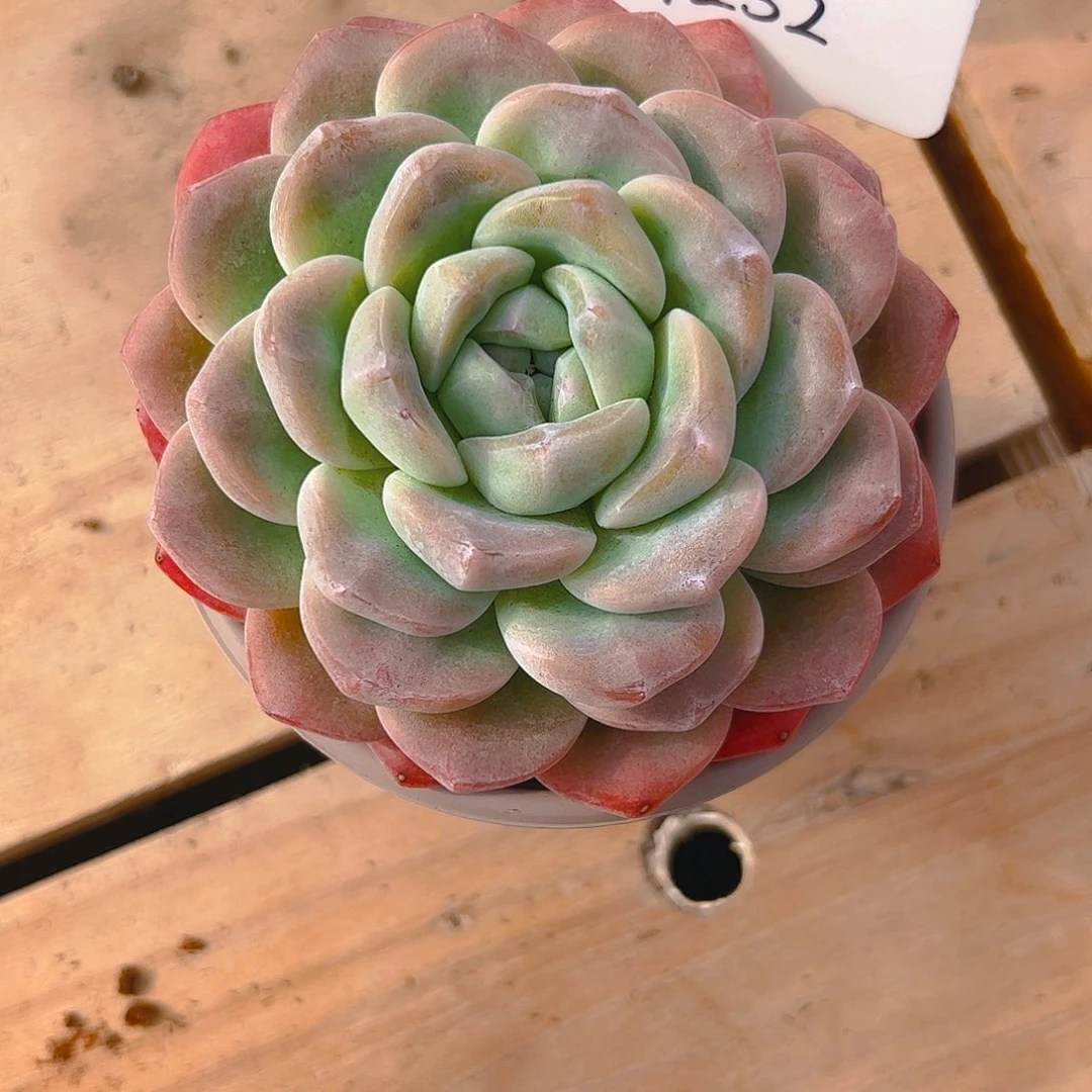 秋冰玉大单头1252号一物一拍