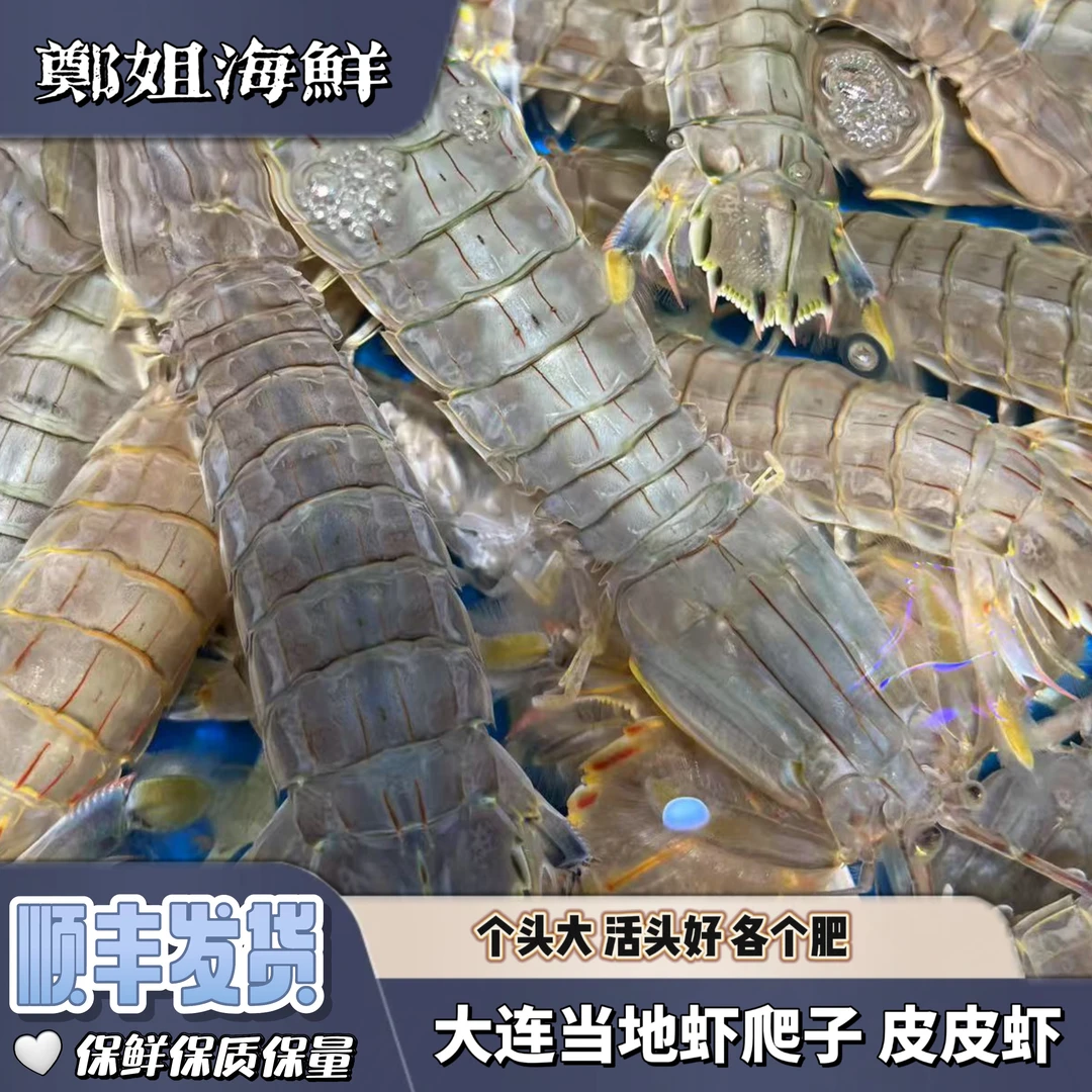 【保鲜不保活】大连虾爬子皮皮虾 鲜活顺丰发货 个大保肥