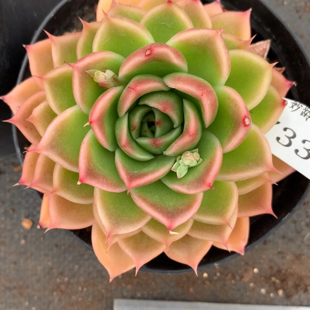 7335杂交多肉老桩