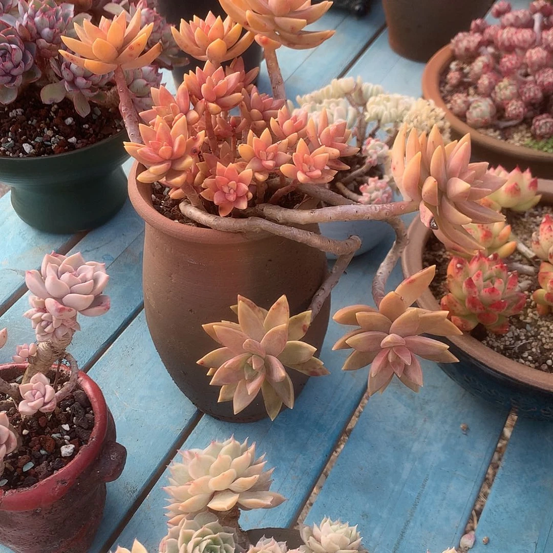 臭*屁布丁多肉植物脱土