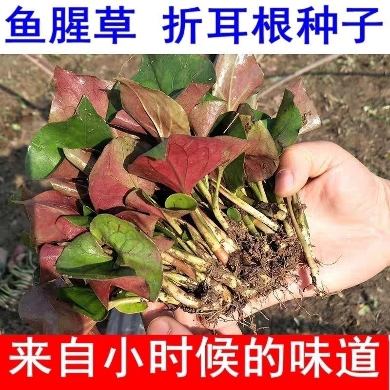 【越冬种植】鱼腥草种子种籽折耳根种子种苗新鲜阳台盆栽四季种YL
